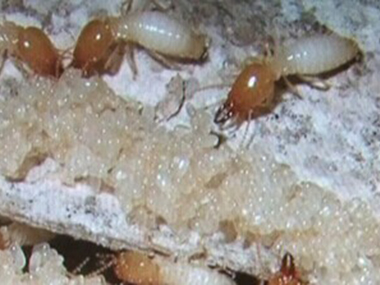 黄埔预防白蚁所判断家里是否有白蚁的方法