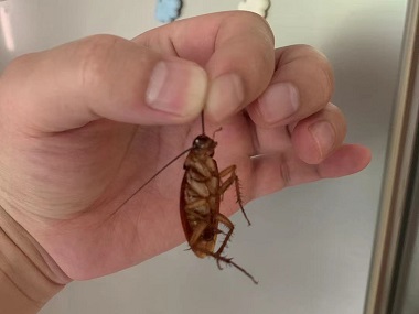 海珠除四害防控所：办公室和家里都有蟑螂怎么办
