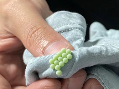 番禺杀虫灭鼠机构吸血臭虫长什么样儿？